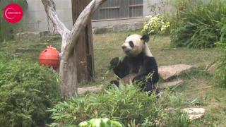 Un cuplu de urşi Panda şi puiuţii lor, gemeni - mascotele unui oraş din Macao! Locuitorii sărbătoresc în cinstea lor, în cadrul unui festival