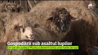 Un sat din județul Mureș a devenit ținta unei haite de lupi. Localnicii speriaţi trebuie să-şi păzească gospodăriile