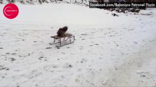 Blănosul de pe pârtie! Un patruped urcat pe săniuţă face senzaţie pe zăpadă (VIDEO)