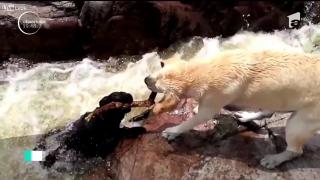 Un golden retriever a salvat un alt câine care era aproape să se înece