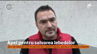 Zeci de lebede sunt în pericol din cauza frigului, pe lacul din Piatra Neamț