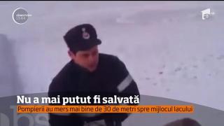 Misiune cu final trist, la Buzău! O lebădă nu a mai putut fi salvată din apa înghețată a unui lac (VIDEO)