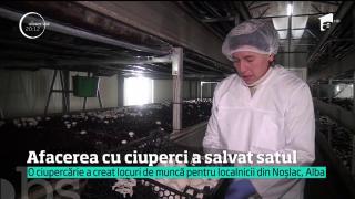 Într-un sat din Alba, locurile de muncă s-au înmulţit ca ciupercile după ploaie!