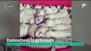 Pui de dalmaţieni la gramădă! Imaginile care au ajuns virale