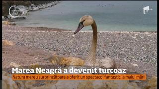 Marea Neagră a devenit turcoaz! Imagini spectaculoase surprinse la țărm