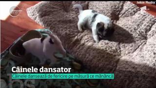 Un căţeluş a inventat dansul din coadă. Imaginile cu el au devenit virale pe internet