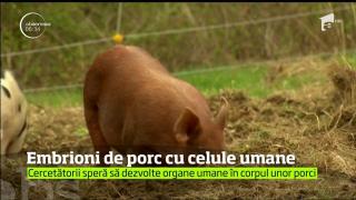 Un institut de cercetare din California a creat un embrion hibrid