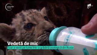 Tzar are mama tigroaică şi tatăl, leu, aşa că a devenit vedetă de când s-a născut