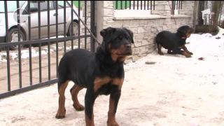 Cum să îţi fereşti câinele de temperaturile scăzute! Sfaturi pentru stăpânii de patrupede