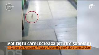 Invazie de șobolani în arestul poliției Dolj