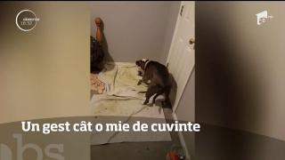 Un gest cât o mie de cuvinte! Ce face o căţelusă după ce aduce pe lume 11 puiuţi (VIDEO)