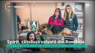 O căţeluşă torturată în România, imaginea unei campanii internaţionale împotriva violenţei asupra animalelor (VIDEO)