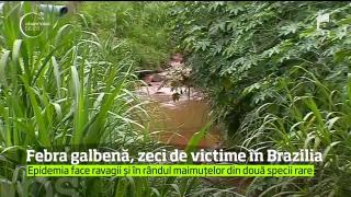 EPIDEMIE GRAVĂ de febră galbenă, în Brazilia! Zeci de oameni au murit, boala face ravagii şi în rândul unor specii de maimuţe