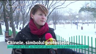 INEDIT! Câinii-protestatari din Piața Victoriei. Au atras atenția și reporterilor de la BBC (VIDEO)