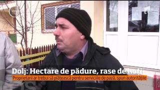 S-a furat "ca în codru". O comună din Dolj a rămas cu 20 de ha de pădure, din cele 2000