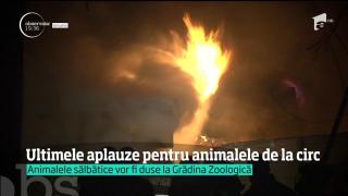 Animalele de la Circul Globus se pregătesc pentru ultimele spectacole