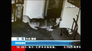 Imagini incredibile într-un petshop: Un husky evadează dintr-o cuşcă încuiată, apoi eliberează alţi câini (VIDEO)