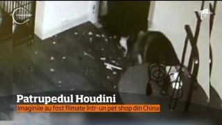 Patrupedul Houdini! Cum reuşeşte un câine să se elibereze din cuşcă (VIDEO)