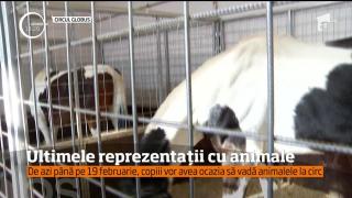 Dresurile cu elefanţi, tigrii sau ponei de la Circul Globus rămân doar o amintire! Ultimele reprezentații cu animale în arenă (VIDEO)