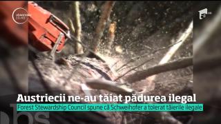 Cea mai mare organizaţie non guvernamentală din lume confirmă că austriecii de la Schweihofer ne-au tăiat pădurile ilegal