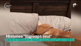 Un câine a găsit ascunzătoarea perfectă pentru osul său