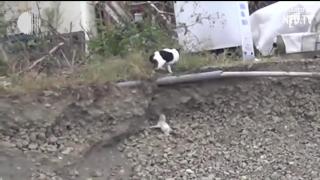 Nu crezi, până nu vezi! Căţeluş căzut într-o groapă adâncă, salvat de o pisică (VIDEO)