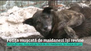Fetița din Iași mușcată de maidanezi își revine. Pericolul de pe stradă, însă, rămâne