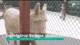 Amadeus şi Idiş, doi măgăruşi complet albi şi au ochii albaştri, preferaţii turiştilor