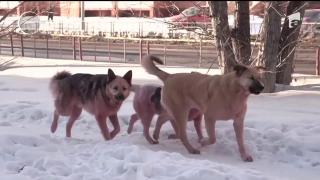 Fetiţa-cerşetoare din Iaşi care a fost atacată de câini va fi externată. Ea este însă traumatizată