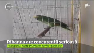 Rihanna are fani şi printre înaripate! Un papagal este îndrăgostit de melodia "The Monster" (VIDEO)