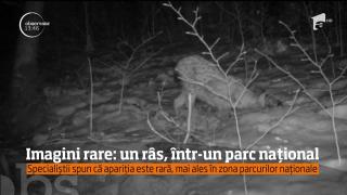 Imagini rare, la Parcul Naţional Semenic! Cel mai discret animal sălbatic a fost filmat de camere de supraveghere