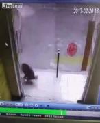 Exces de zel la vânătoare: Un câine a spart o uşă de sticlă încercând să prindă o pisică (VIDEO)