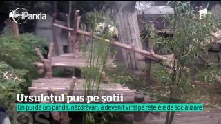 Un ursuleț panda pus pe șotii! Imaginie au devenit virale, stârnind amuzamentul tuturor