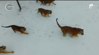 Tigri păcăliți de dronă! Imagini virale cu felinele în faţa tehnologiei