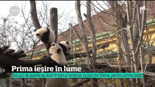 Bucurie la grădina zoologică din Viena: Doi ursuleţi panda au fost scoşi pentru prima oară la aer
