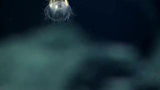 O privire în adâncurile marine: Imagini INCREDIBILE cu o creatură RARĂ care trăieşte la mari adâncimi (FOTO şi VIDEO)