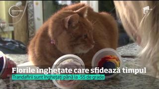 La Deva, îţi poţi alege un buchet de mireasă pe care apoi îl păstrezi intact 25 de ani