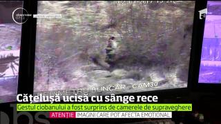 ŞOCANT: Cățelușă ucisă cu un TOPOR! Crima a fost pusă la cale de un cioban supărat că îi sunt atacate oile