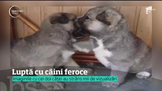 Doi căţei "fioroşi" s-au luptat până... au obosit