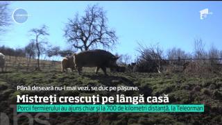 Un hunedorean şi-a uimit vecinii cu o crescătorie de porci mistreţi