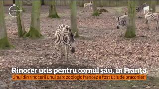 Iubitorii de animale din Franţa, revoltaţi după ce unul din rinocerii albi ai unui parc zoologic a fost ucis de braconieri