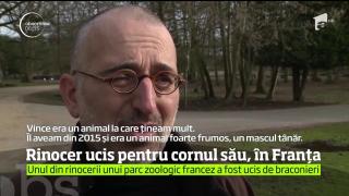 Un rinocer alb dintr-un parc zoologic din Franța a fost ucis de braconieri