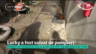 Cățel salvat de pompierii din Constanţa dintr-o groapă adâncă de patru metri
