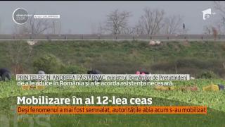 Guvernul României se mobilizează după reportajele din presa străină despre româncele sclave din Italia (VIDEO)