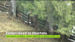 Patru zimbri din Parcul Natural Dragoş Vodă din judeţul Neamţ, scoşi din captivitate