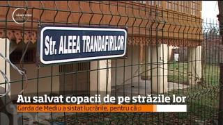 Localnicii din Novaci din judeţul Gorj, supăraţi că Primăria le taie copacii