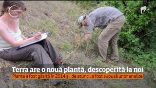 Descoperire UNICĂ, în România! O nouă plantă a fost descoperită în Dobrogea de biologii români (VIDEO)