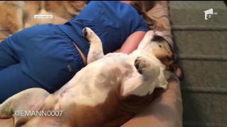 Somn în familie, alături de doi câini! Imaginile au ajuns virale