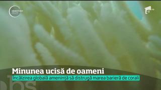 Marea Barieră de Corali, pagube ireparabile din cauza încălzirii globale!