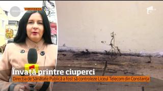 Şcoală cu CIUPERCI, la Constanţa. Ce reacţie au avut părinţii când au aflat în ce condiţii învaţă copiii lor (VIDEO)